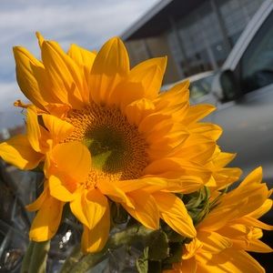 Meet your Posher, Kalila